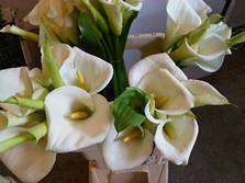 English calla lilies